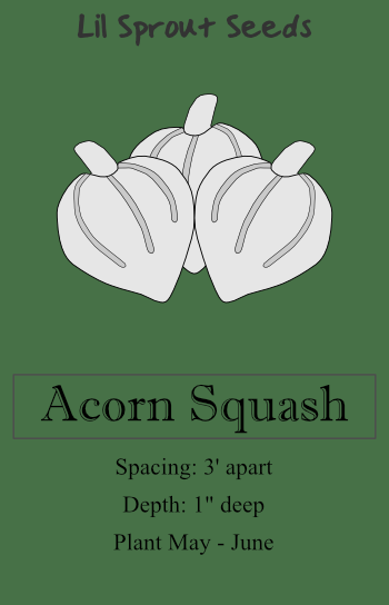 Acorn Squash