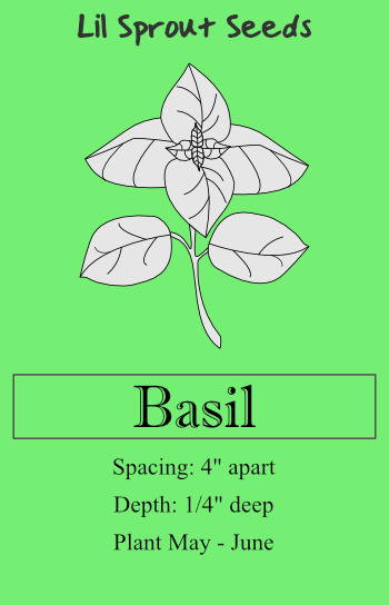 Basil