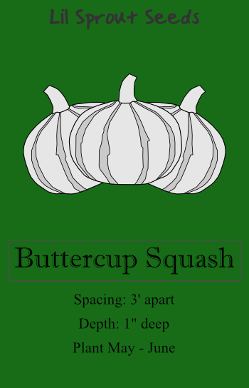 Buttercup Squash