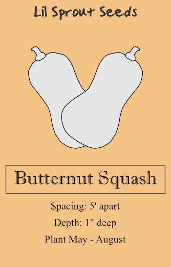 Butternut Squash